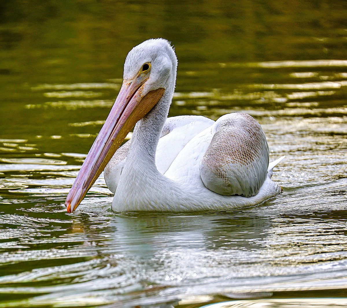 American White Pelican - ML645870416