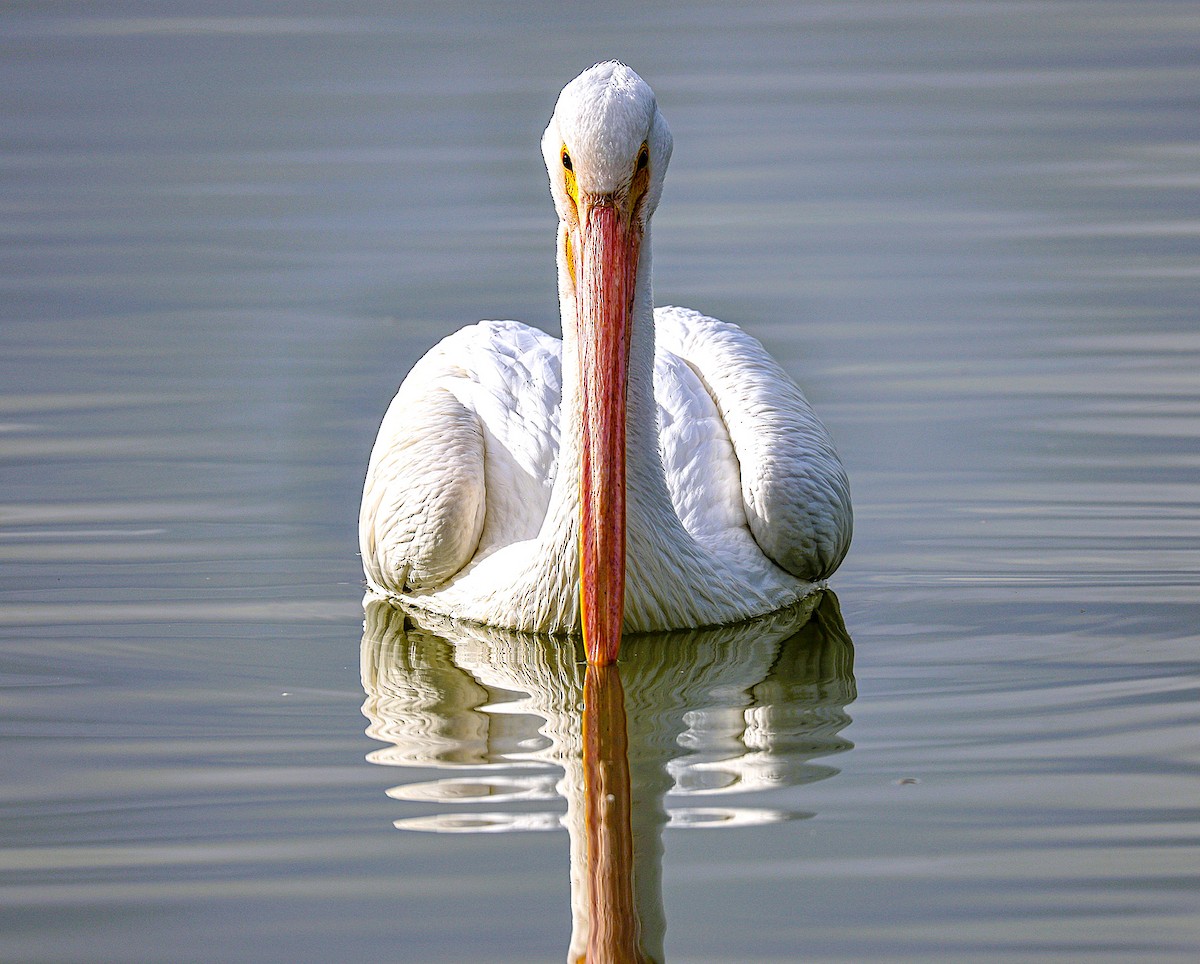 American White Pelican - ML645870417