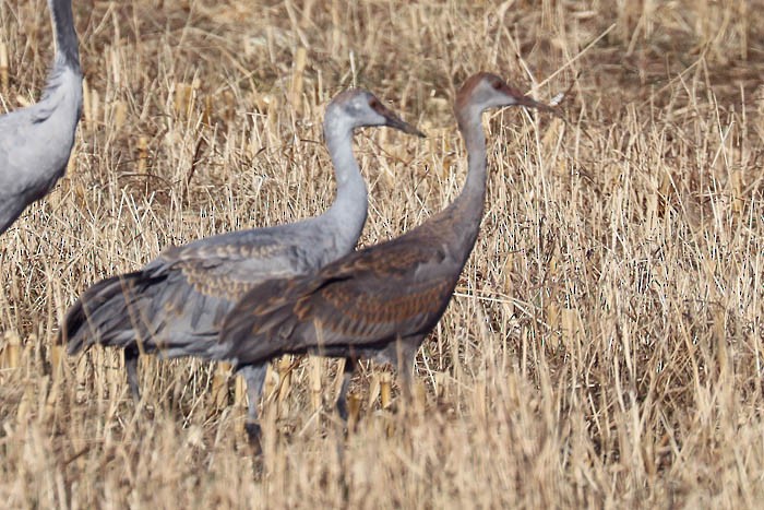 Sandhill Crane - ML645870419