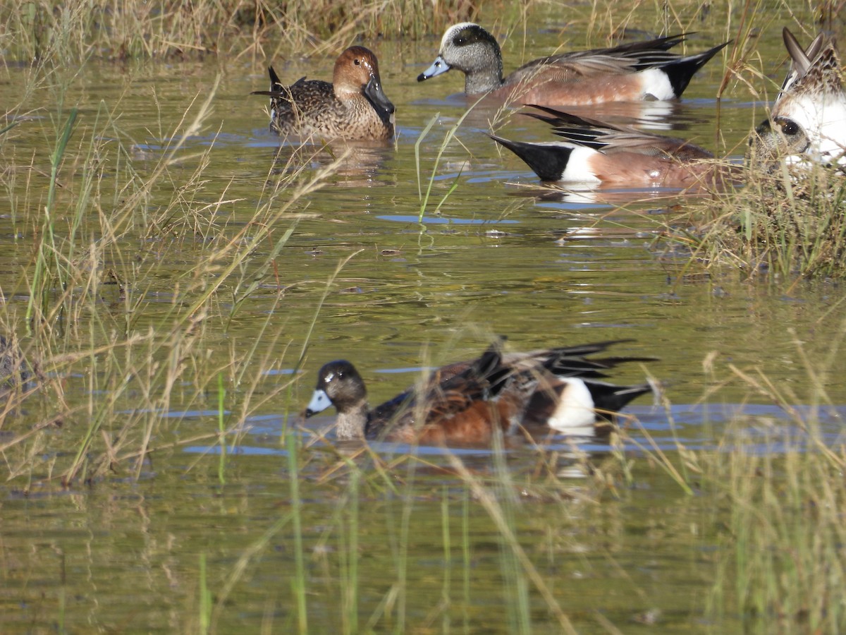American Wigeon - ML645870422