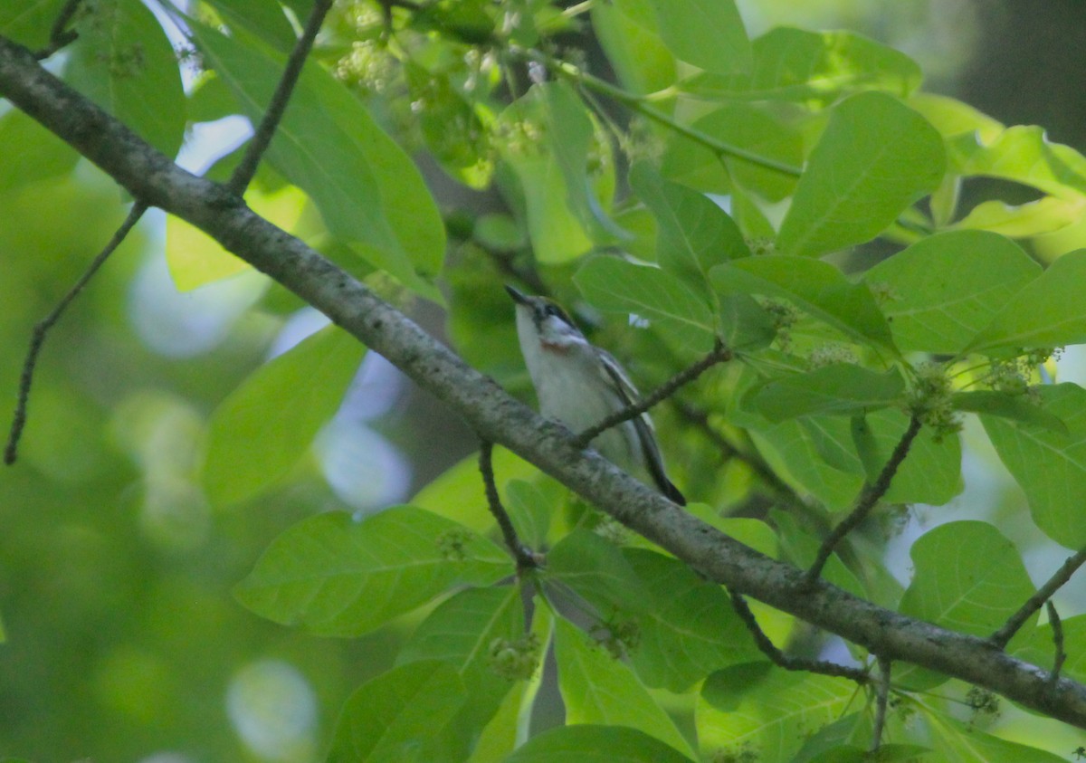 ワキチャアメリカムシクイ - ML645870427