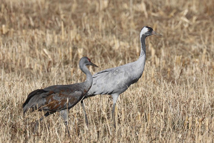 Common Crane - ML645870428