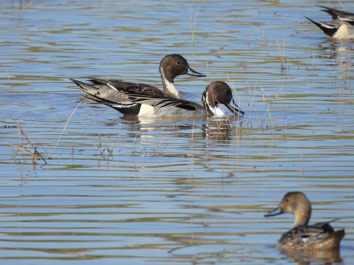 Northern Pintail - ML645870435