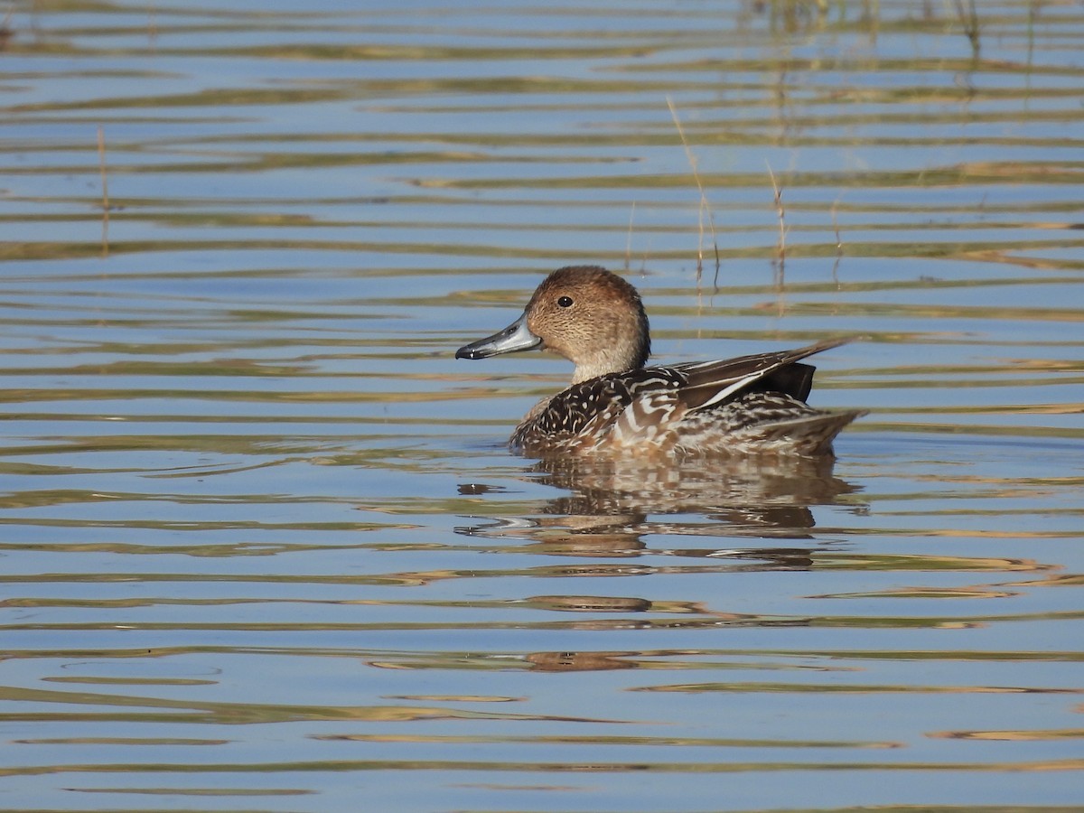 Northern Pintail - ML645870436