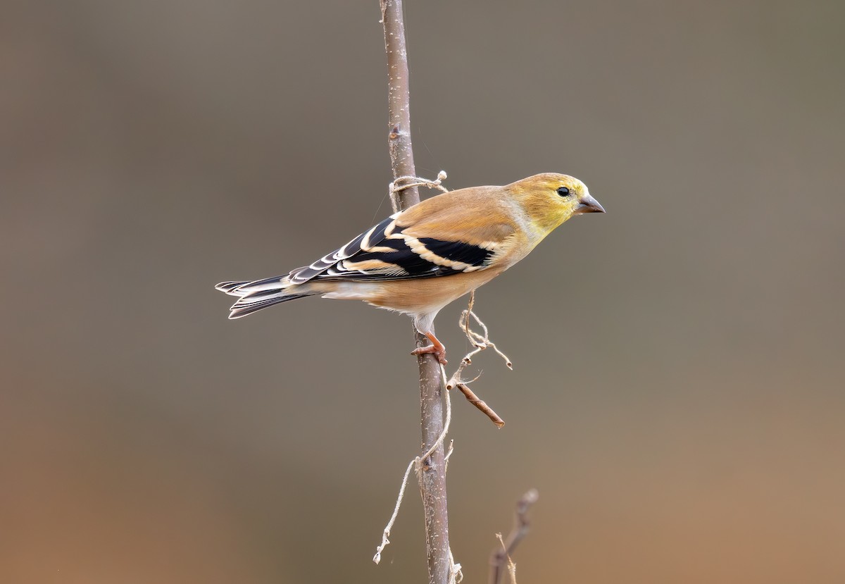 オウゴンヒワ - ML645870442