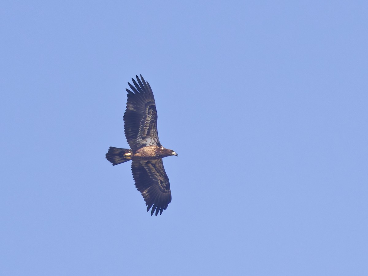 Bald Eagle - ML645870444
