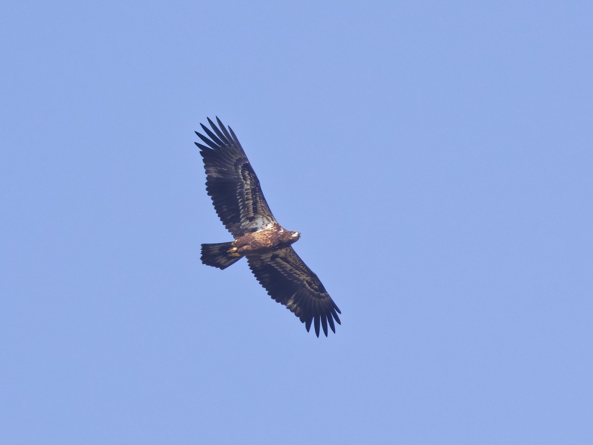 Bald Eagle - ML645870445