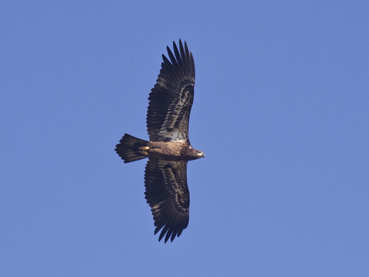Bald Eagle - ML645870446