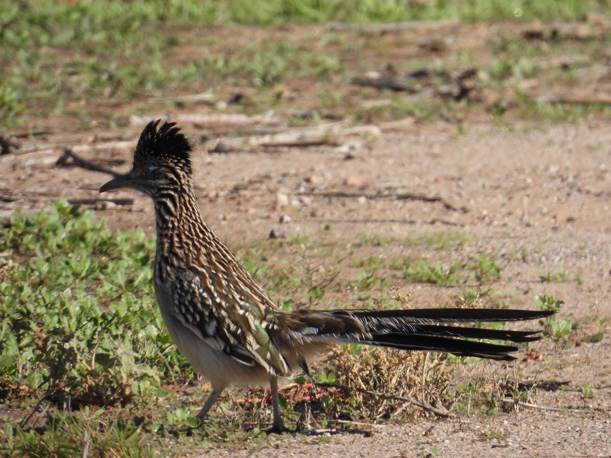 Greater Roadrunner - ML645870452