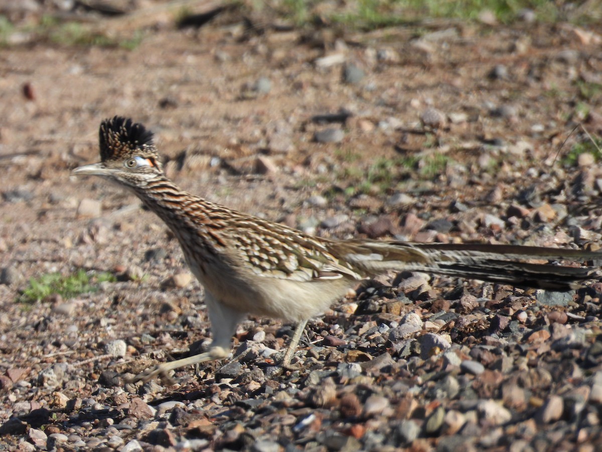 Greater Roadrunner - ML645870453