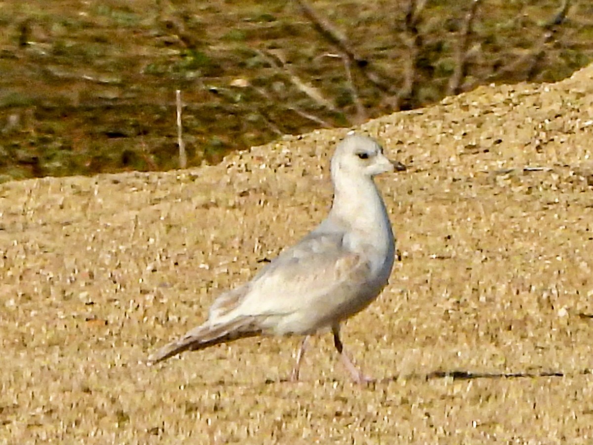 Short-billed Gull - ML645870456