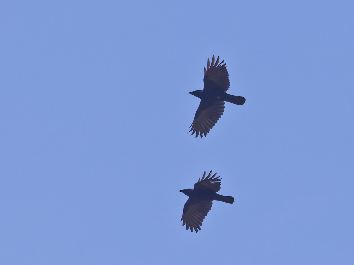 American Crow - ML645870458