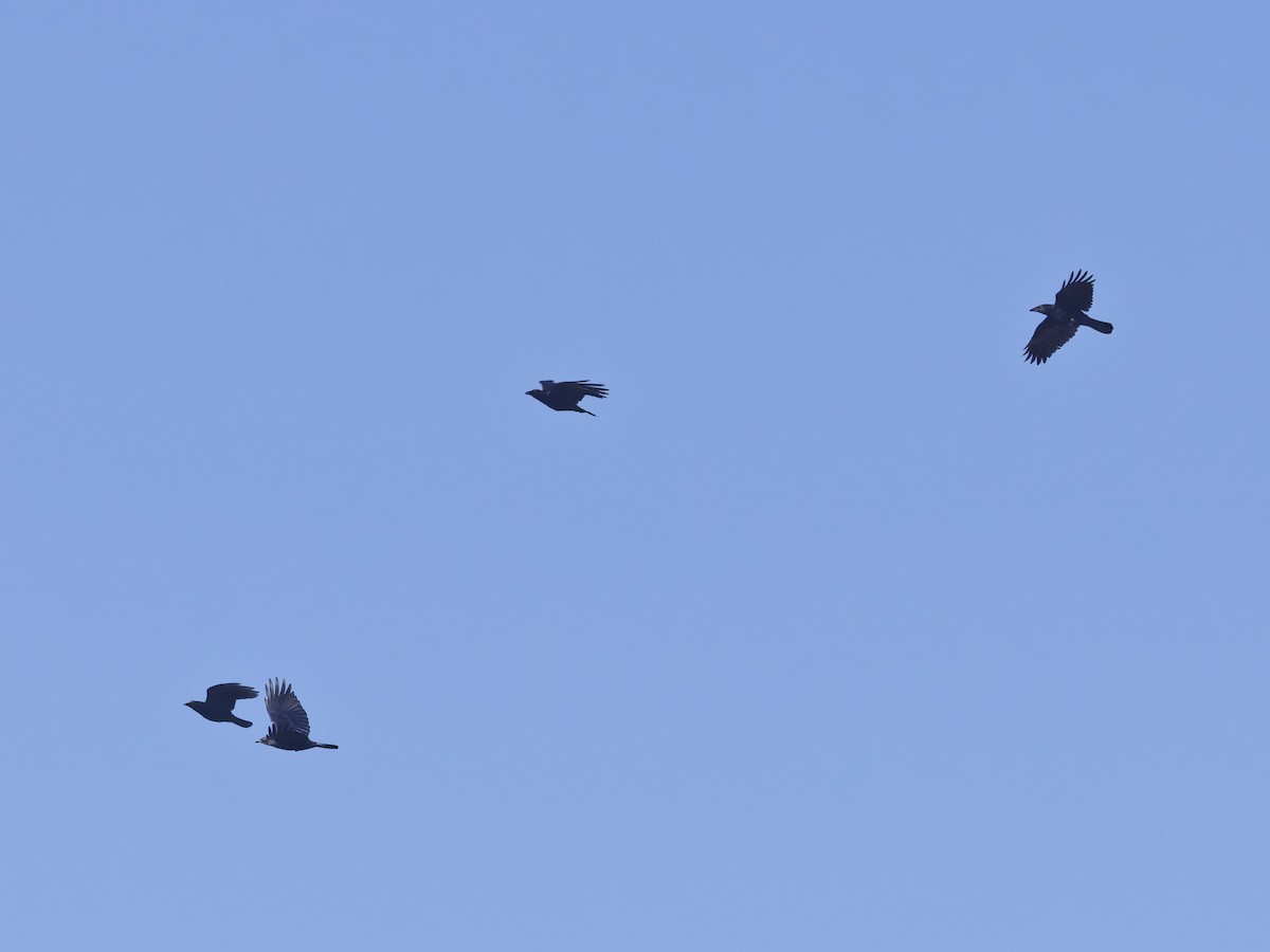 American Crow - ML645870459