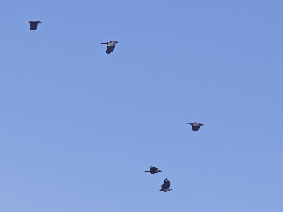 American Crow - ML645870460