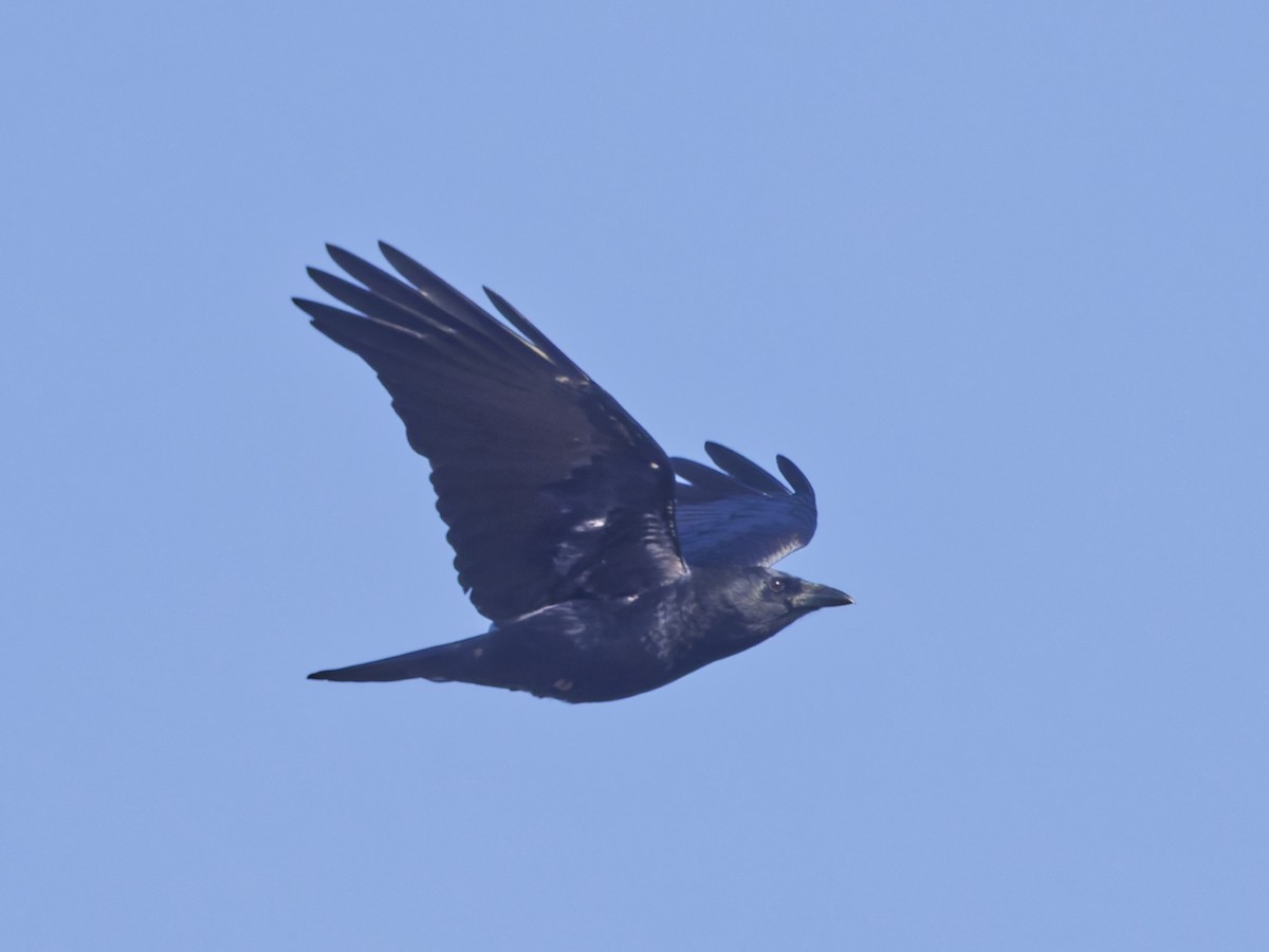American Crow - ML645870461