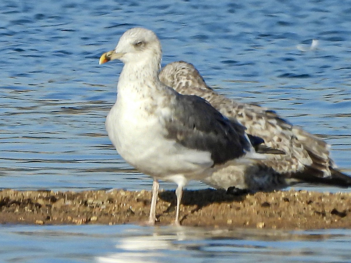 Lesser Black-backed Gull - ML645870471