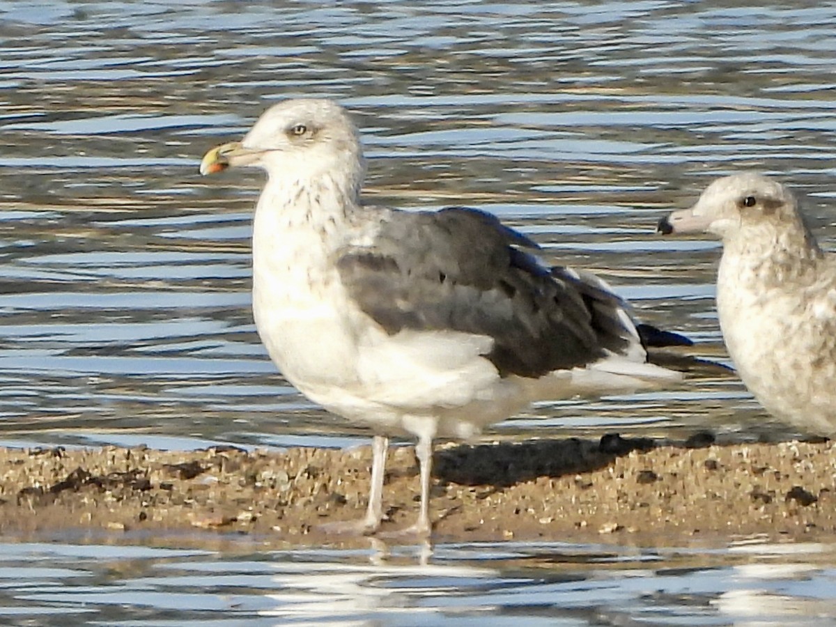 Lesser Black-backed Gull - ML645870472