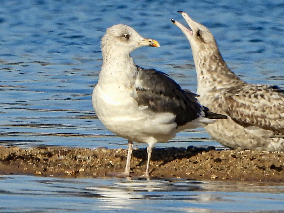 Lesser Black-backed Gull - ML645870473