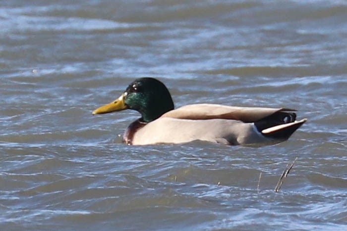 Mallard - ML645870481