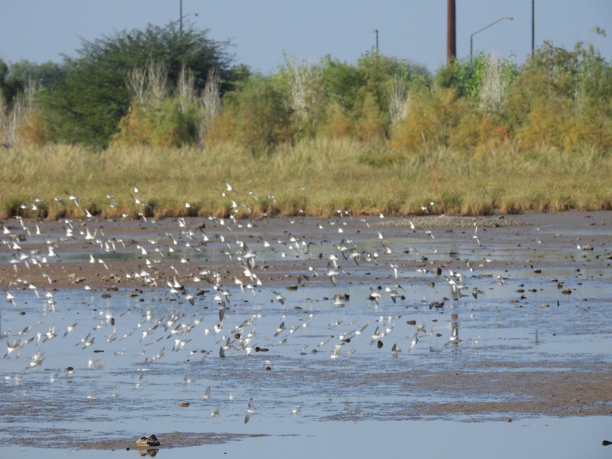 Least Sandpiper - ML645870491