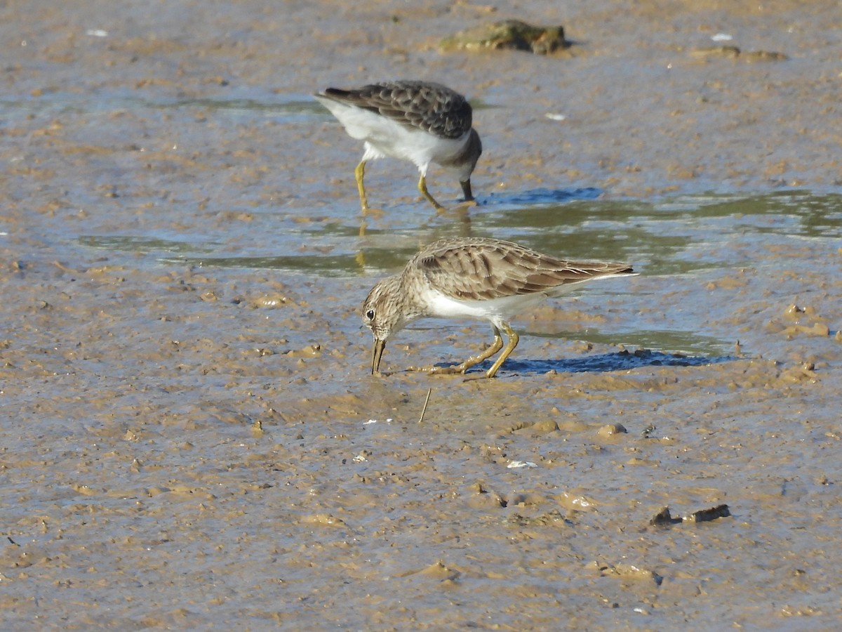 Least Sandpiper - ML645870492