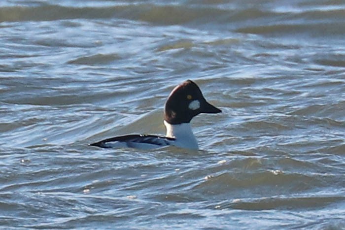 Common Goldeneye - ML645870495