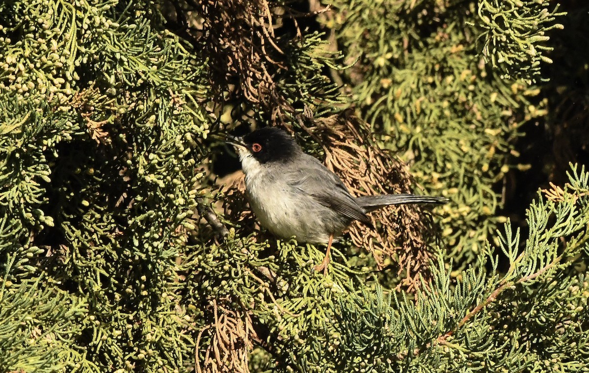 Txinbo burubeltza - ML645870504