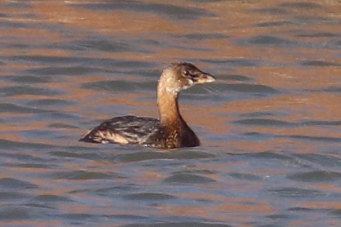 Pied-billed Grebe - ML645870505