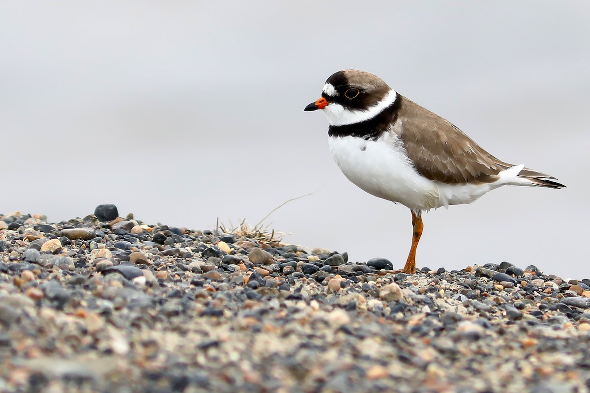 Pluvier semipalmé - ML645870508