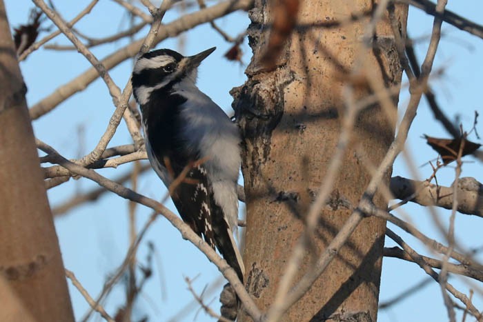 Hairy Woodpecker - ML645870511