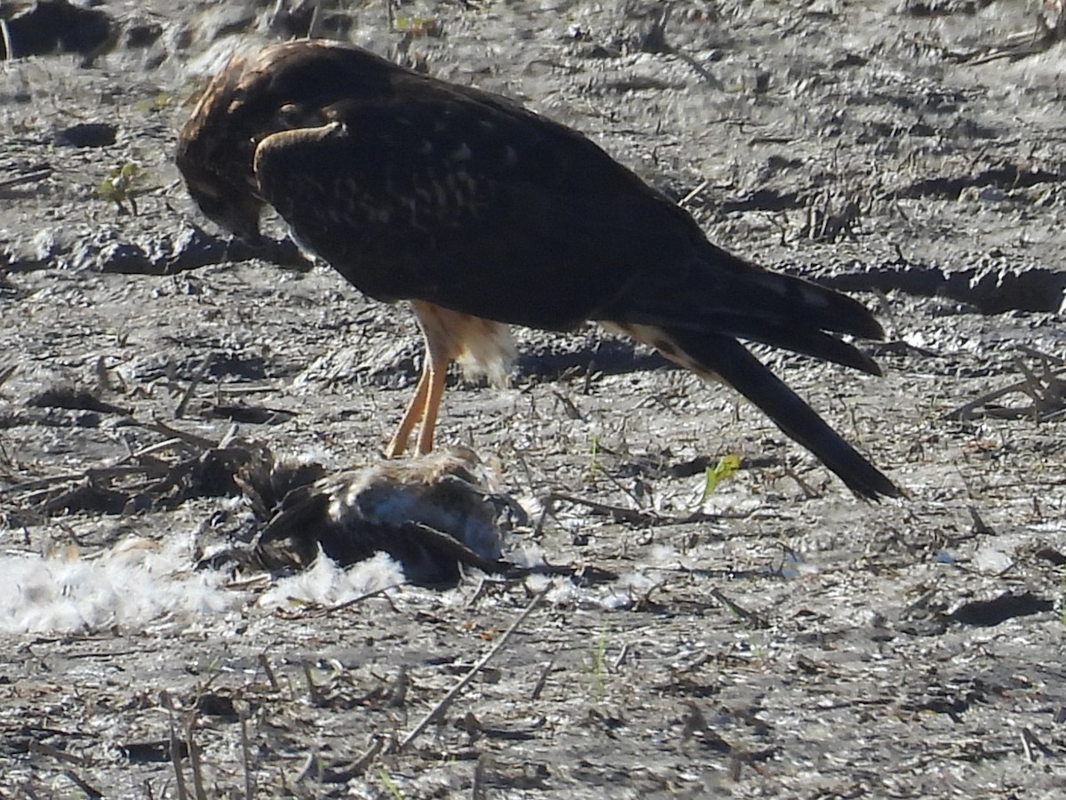 Northern Harrier - ML645870515