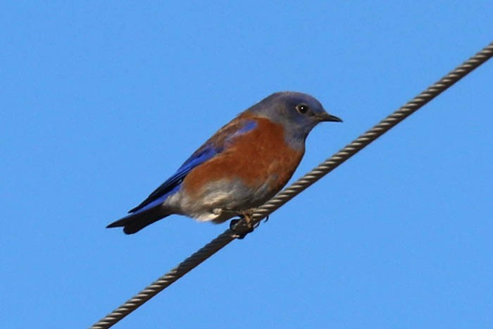Western Bluebird - ML645870523