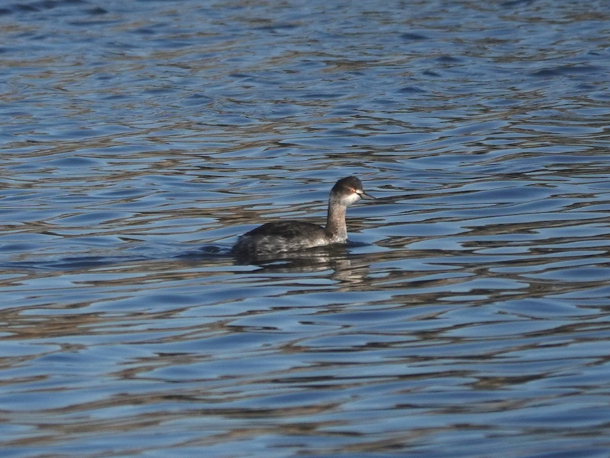 Grèbe à cou noir - ML645870525