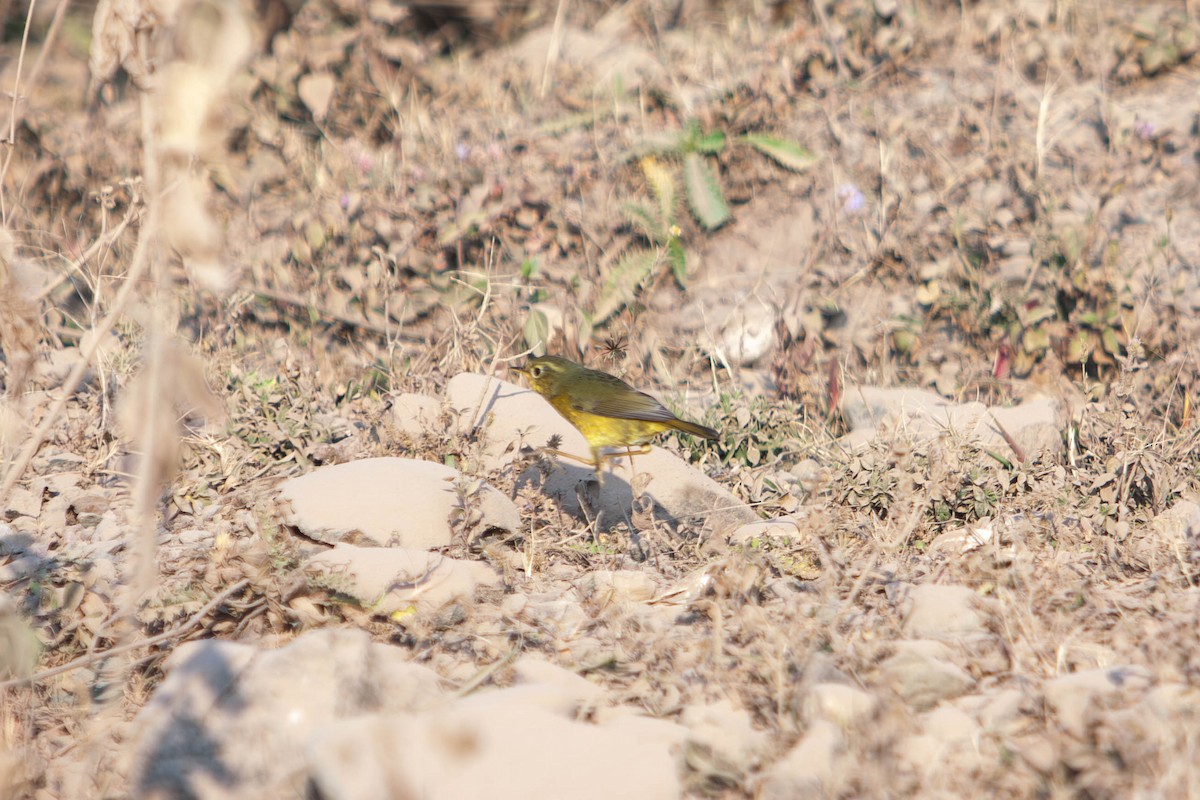 Golden Bush-Robin - ML645870533