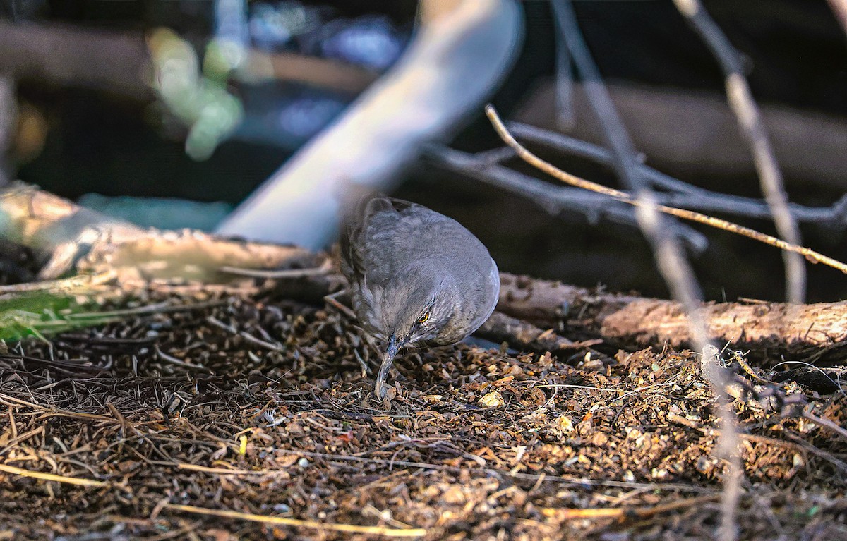 Curve-billed Thrasher - ML645870534