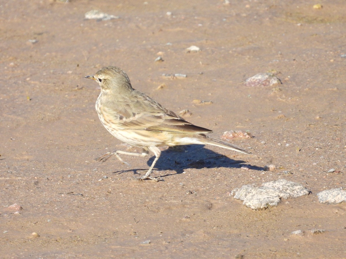 American Pipit - ML645870539