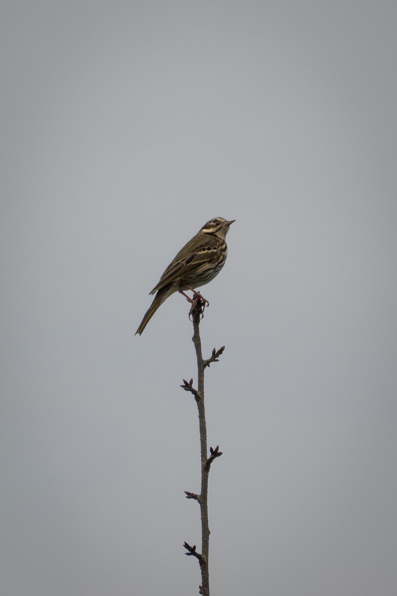 Olive-backed Pipit - ML645870540