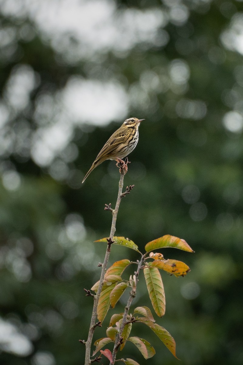 Olive-backed Pipit - ML645870542