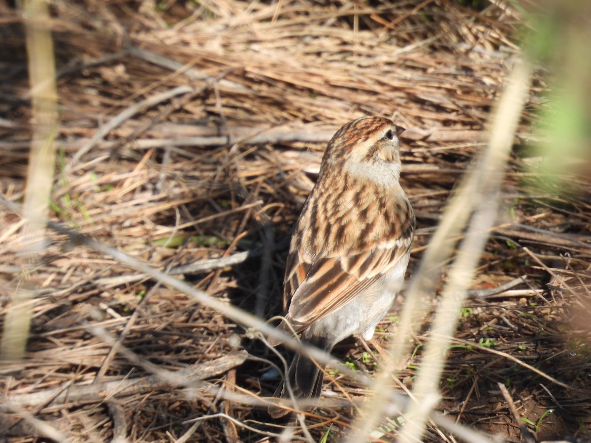 Chipping Sparrow - ML645870545