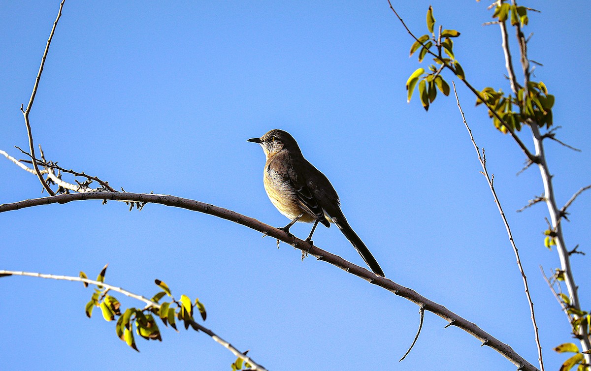 Northern Mockingbird - ML645870548
