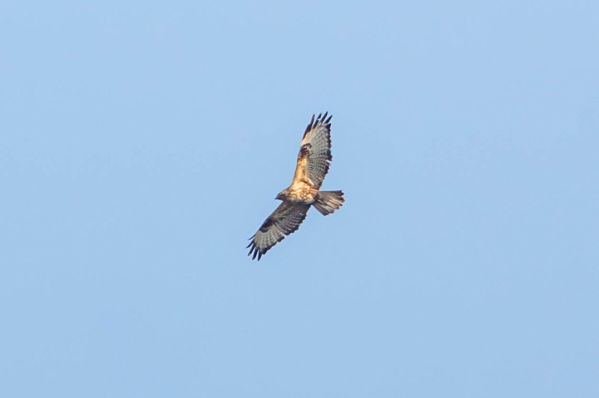 Himalayan Buzzard - ML645870549