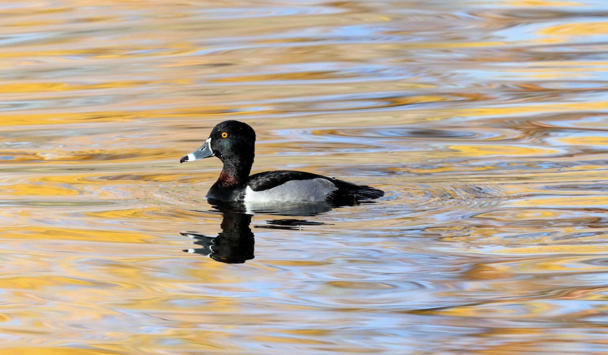 クビワキンクロ - ML645870551