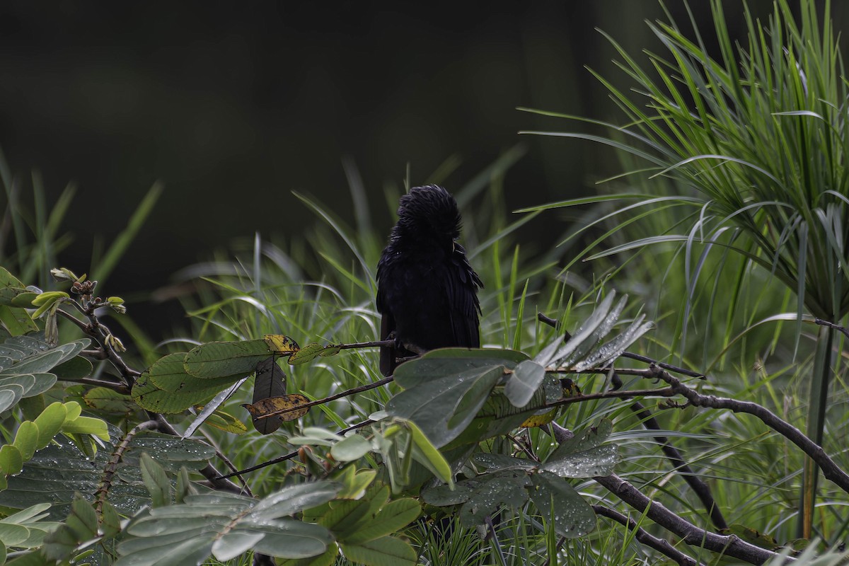 Smooth-billed Ani - ML645870553