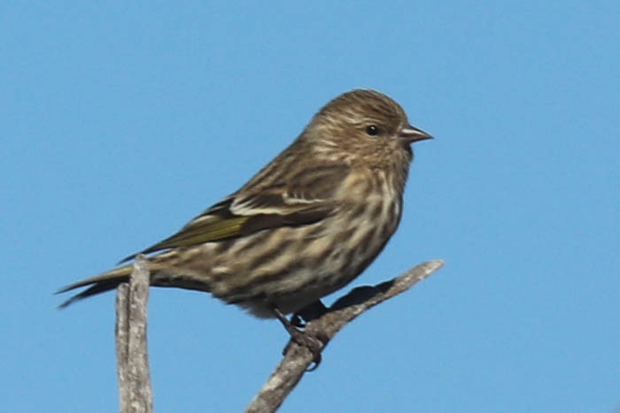Pine Siskin - ML645870564