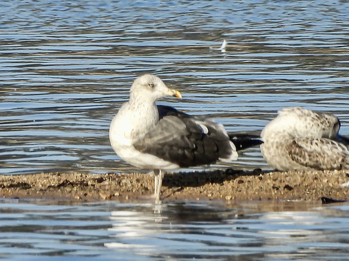 Lesser Black-backed Gull - ML645870565