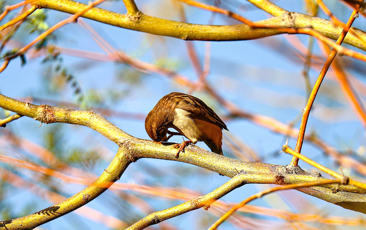 House Sparrow - ML645870566