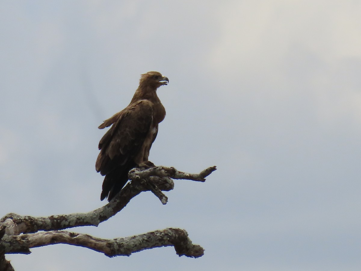 Tawny Eagle - ML645870568