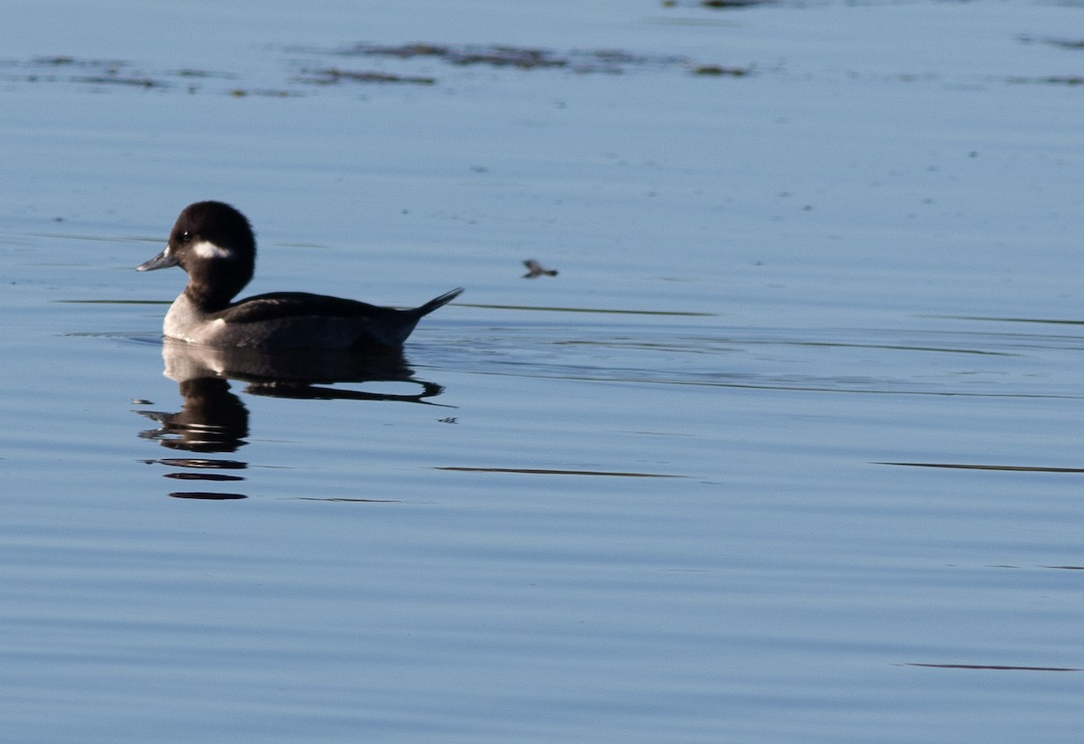 Bufflehead - ML645870570