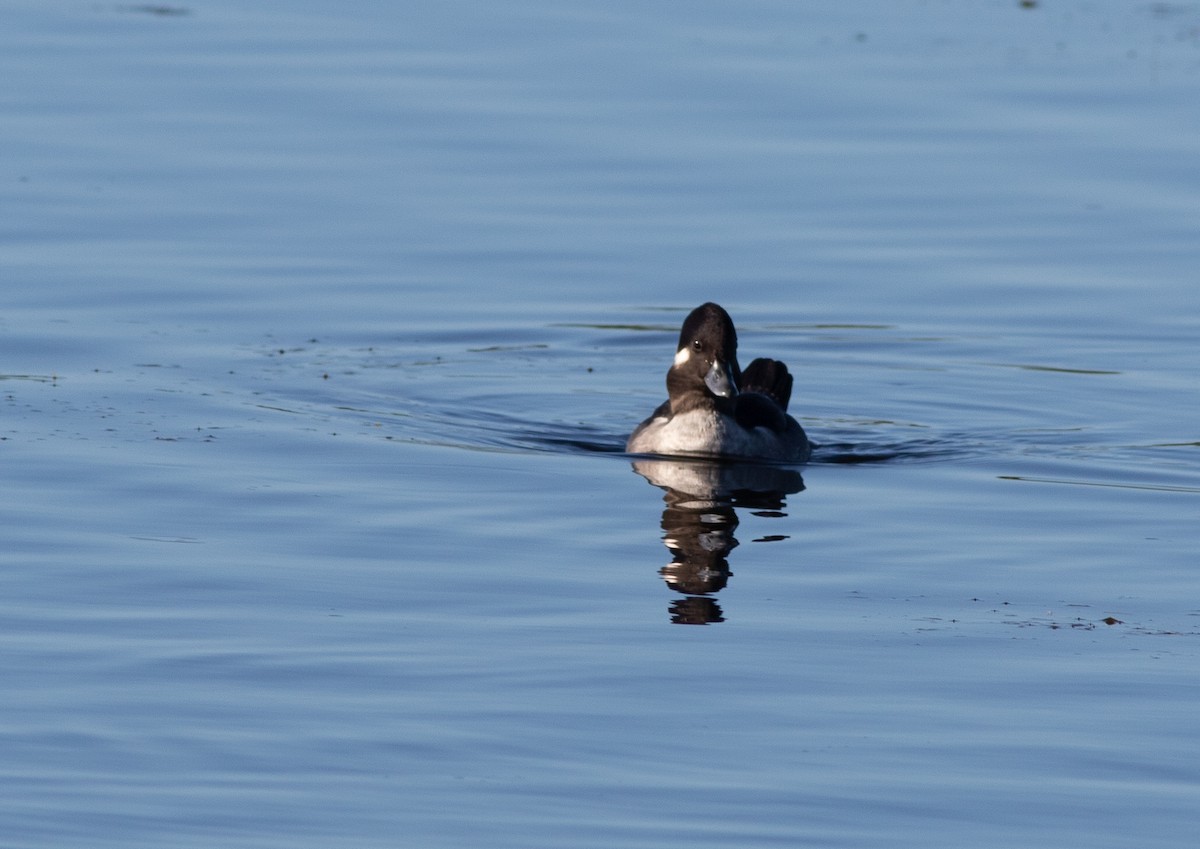 Bufflehead - ML645870571