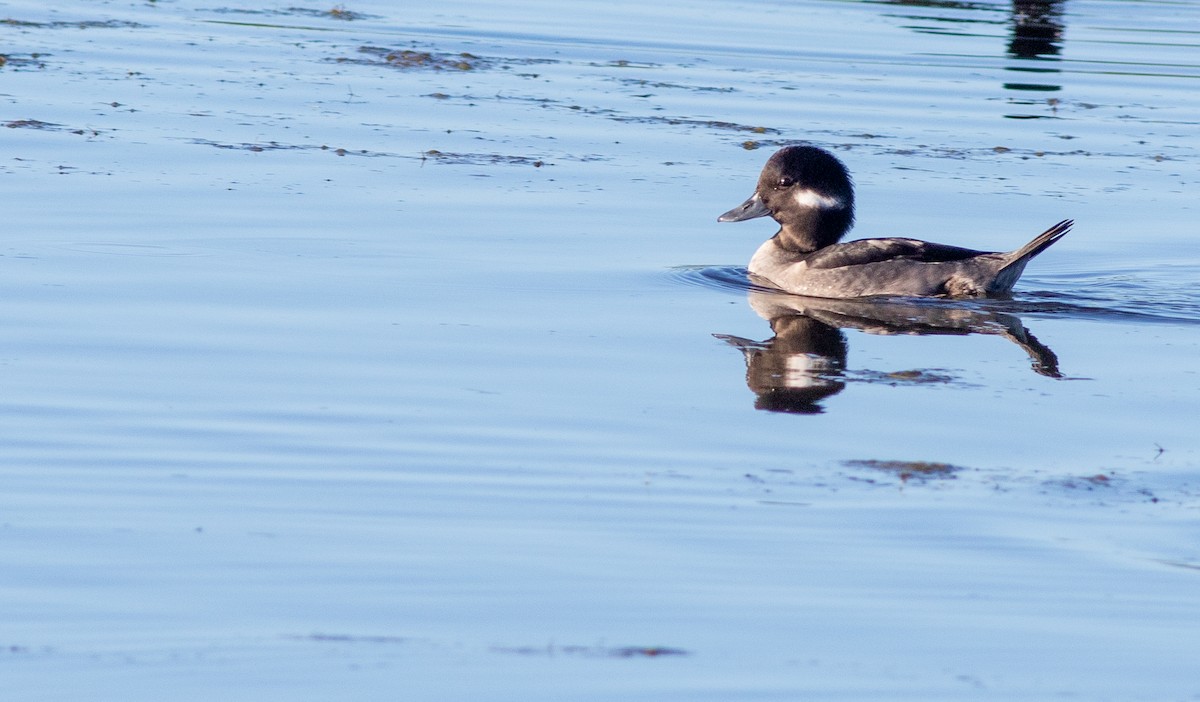 Bufflehead - ML645870572